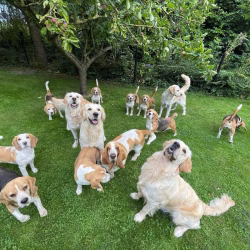 Honden Arno