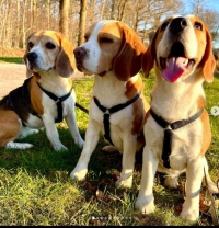Vanhuussies Beagles