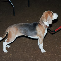 Siska Blauwe Beagle volwassen