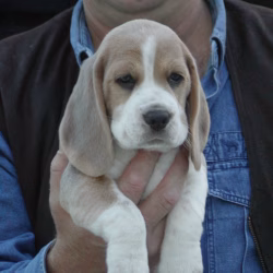 Siska, Blauwe Beagle