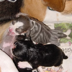 Siska Blauwe pup geboorte