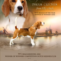Winnaar WoW 2022 Dream