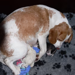 Tweekleur pup geboorte