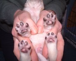 Voetjes Mottle pup