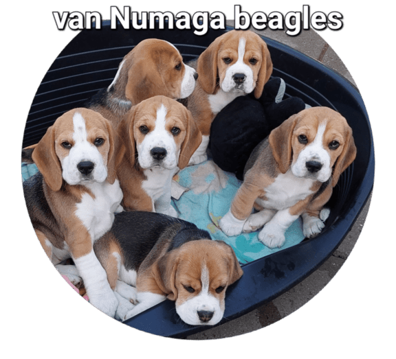 Van Numaga Beagles