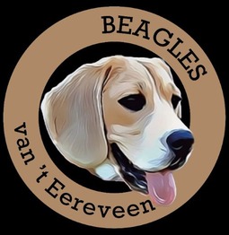 van ’t Eereveen Beagles