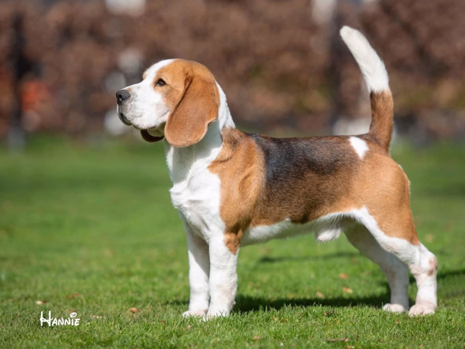 Basic’s Drive Beagles