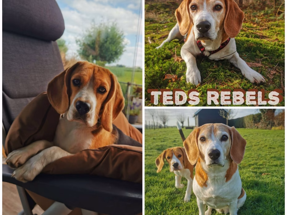 Teds Rebels