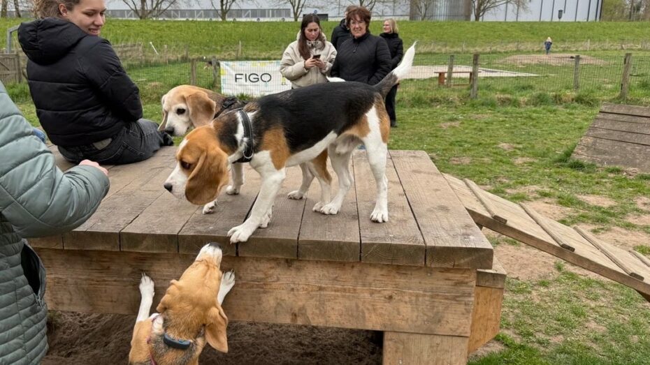 29-03-2026 (zondag) Beagle speelmiddag in Deventer