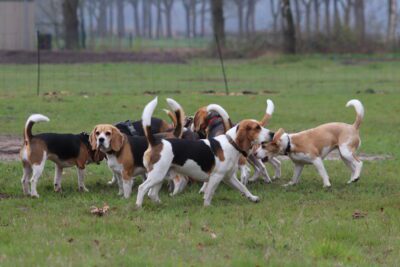 30-03-2025 (zondag) Beagle speelmiddag in Deventer