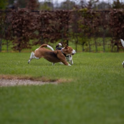 20240421 Ut Poeleke Beaglespeeldag-02