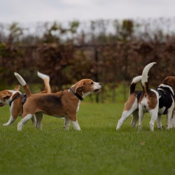 20240421 Ut Poeleke Beaglespeeldag-04