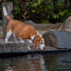 20240421 Ut Poeleke Beaglespeeldag-05