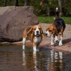 20240421 Ut Poeleke Beaglespeeldag-08