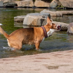 20240421 Ut Poeleke Beaglespeeldag-09