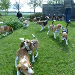 20240421 Ut Poeleke Beaglespeeldag-10