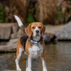 20240421 Ut Poeleke Beaglespeeldag-11