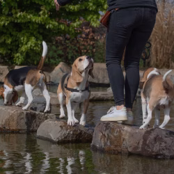20240421 Ut Poeleke Beaglespeeldag-13