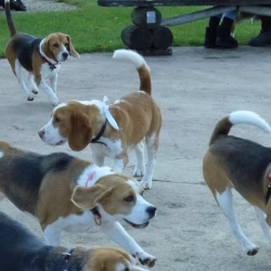 20240421 Ut Poeleke Beaglespeeldag-14