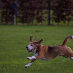 20240421 Ut Poeleke Beaglespeeldag-16 (vliegende beagle)