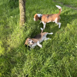 20240508 Beaglespeelavond Vlaardingen-1