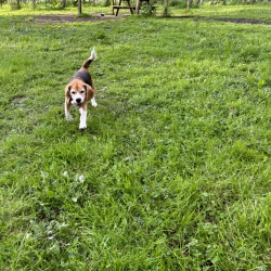 20240508 Beaglespeelavond Vlaardingen-2