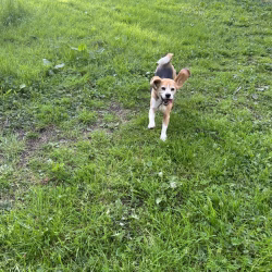 20240508 Beaglespeelavond Vlaardingen-3