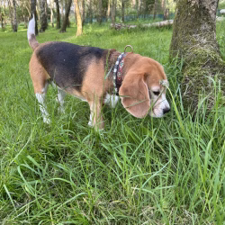 20240508 Beaglespeelavond Vlaardingen-4