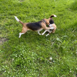 20240508 Beaglespeelavond Vlaardingen-5