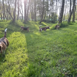 20240508 Beaglespeelavond Vlaardingen-6