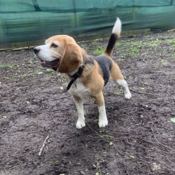 20240508 Beaglespeelavond Vlaardingen-7