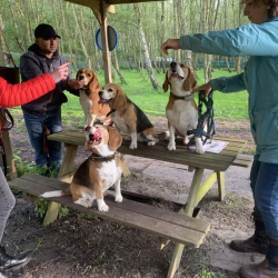 20240508 Beaglespeelavond Vlaardingen-8
