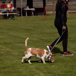 beagle clip
