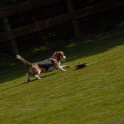 beagle clip