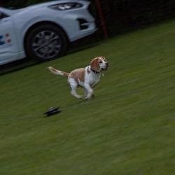 beagle clip