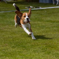 beagle clip