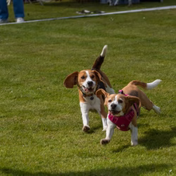 20240609 Beagle Clubdag-11