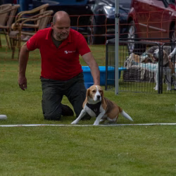 beagle clip