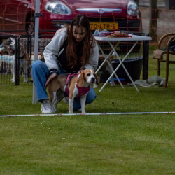 beagle clip