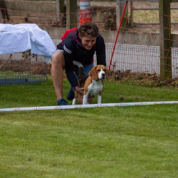 beagle clip
