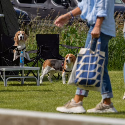 beagle clip