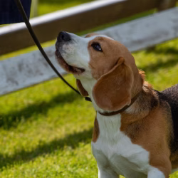 20240609 Beagle Clubdag-16