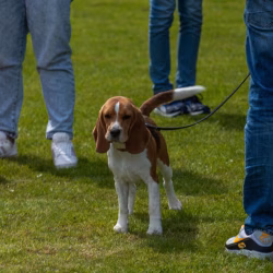 beagle clip