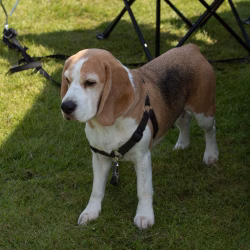beagle clip