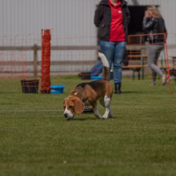 20240609 Beagle Clubdag-20