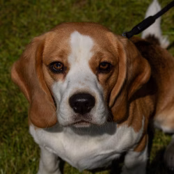 beagle clip