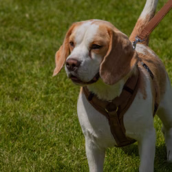 20240609 Beagle Clubdag-22