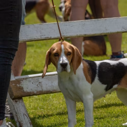 20240609 Beagle Clubdag-24