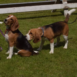 20240609 Beagle Clubdag-25
