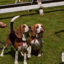 beagle clip